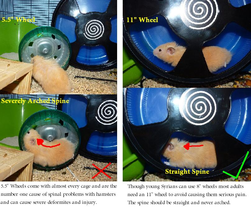 wheel size for robo hamster